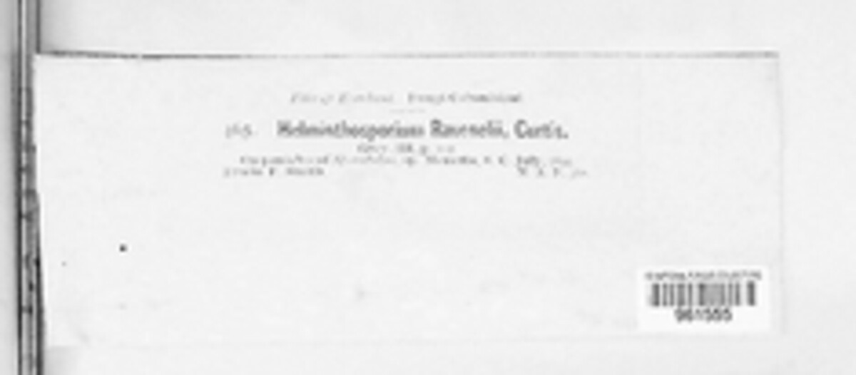 Curvularia ravenelii image